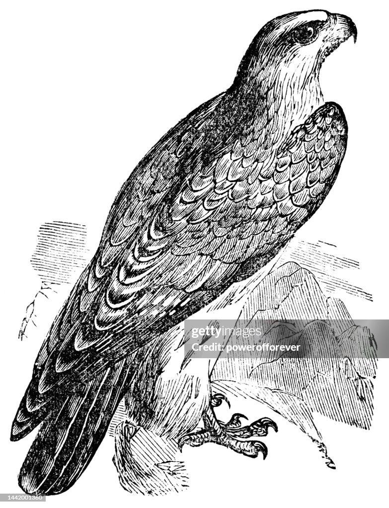 Oiseau faucon (Falco rusticolus) - 19ème siècle