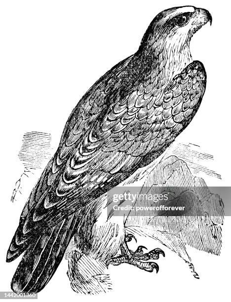 bildbanksillustrationer, clip art samt tecknat material och ikoner med gyrfalcon bird (falco rusticolus) - 19th century - gyrfalcon