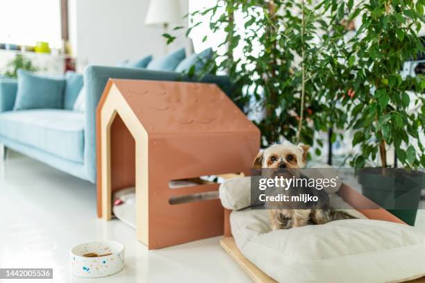 chien dans le salon contemporain avec niche - domestic animals photos et images de collection