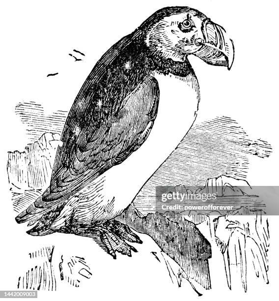 atlantic puffin bird (fratercula arctica) - 19th century - puffin stock illustrations