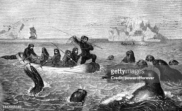 ilustraciones, imágenes clip art, dibujos animados e iconos de stock de caza de morsas en la isla de spitsbergen en el norte de noruega - siglo 19 - mar noruego