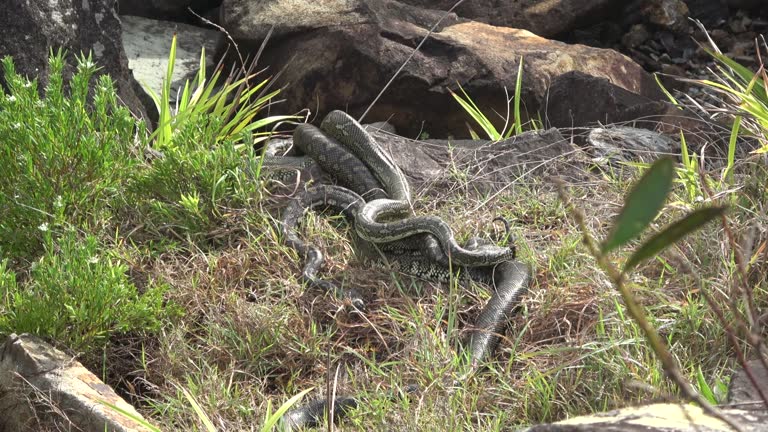 Parascoping Snakes 162 Mating Snakes Stock Videos, Footage, & 4K Video Clips - Getty Images
