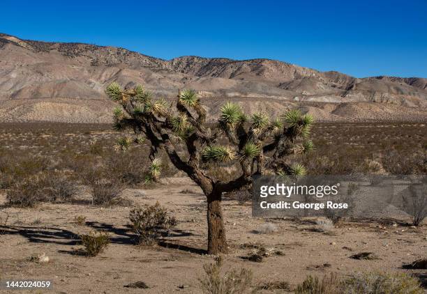 Lone Joshua tree is viewed along Highway 14 on November 15 near Mojave, California. Mojave is an unincorporated community in Kern County, California,...