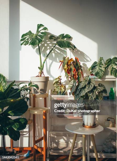 beautiful plants in balcony - mur maison ombres photos et images de collection