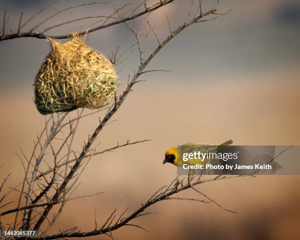 southern masked weaver - masked weaver bird stock pictures, royalty-free photos & images