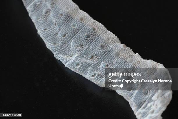 leopard gecko shedding skin in close up - gecko leopard stock pictures, royalty-free photos & images