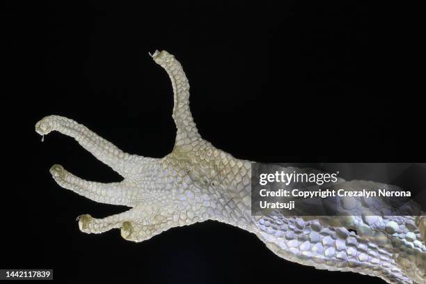 leopard gecko shedding skin in close up - descamação mudar de forma - fotografias e filmes do acervo
