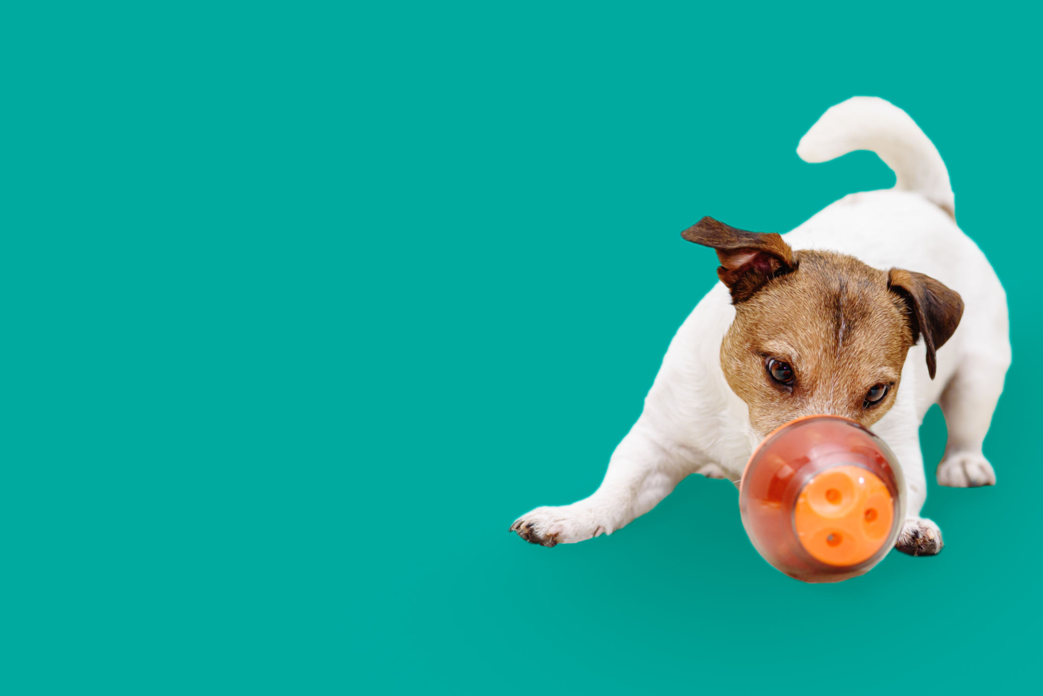 dog treat puzzle