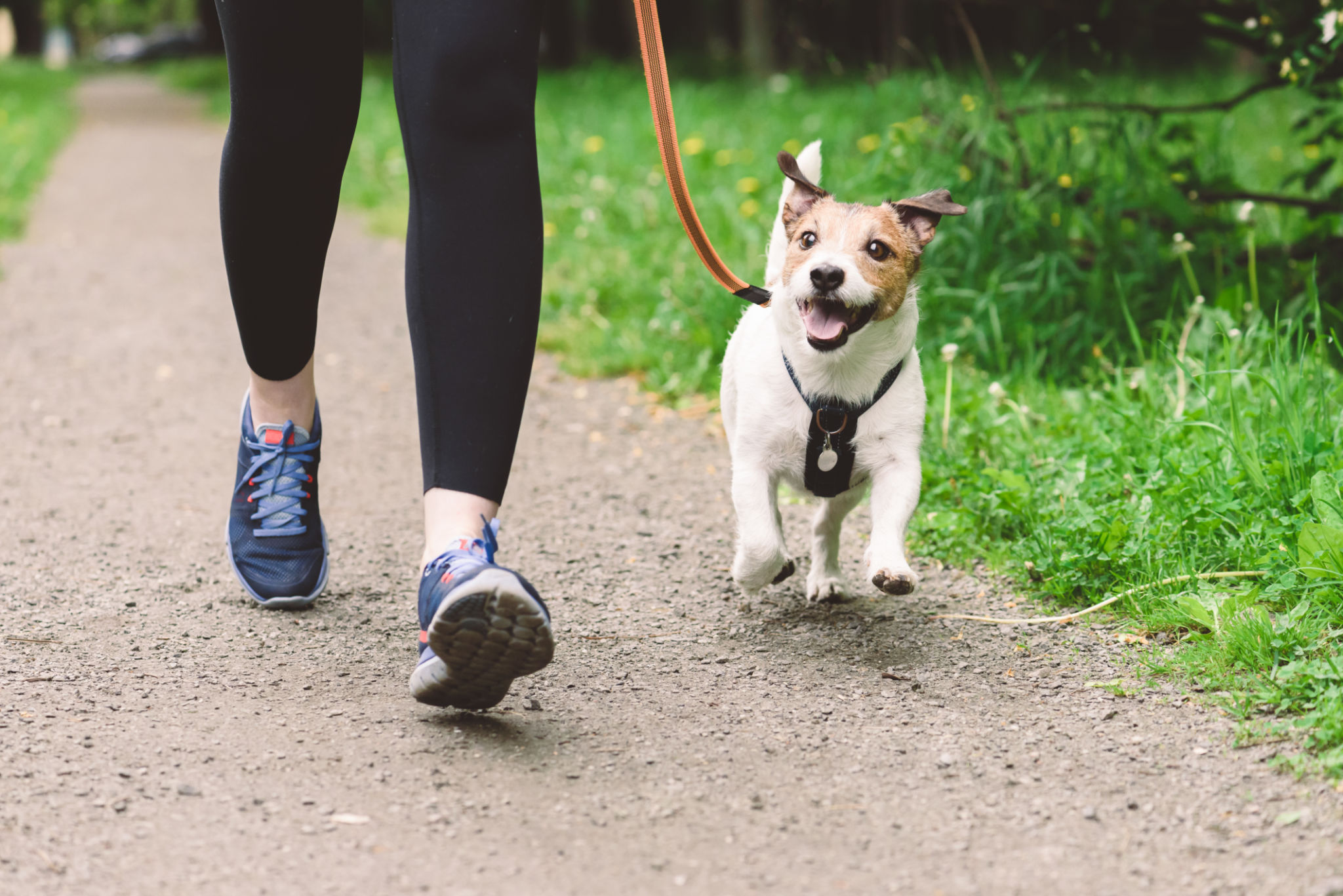 park walking dog