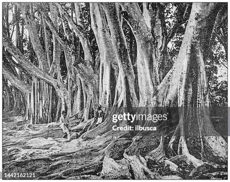 Antique image: Banyan tree forest Antique image: Banyan tree forest