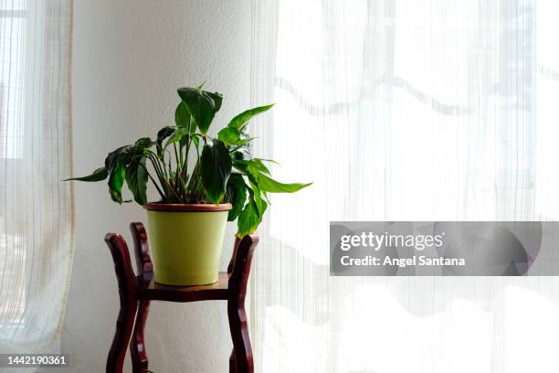 peace lily plant in a bright home - peace lily stock pictures, royalty-free photos & images