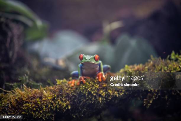 438 Frog Moss Stock Photos, High-Res Pictures, and Images - Getty