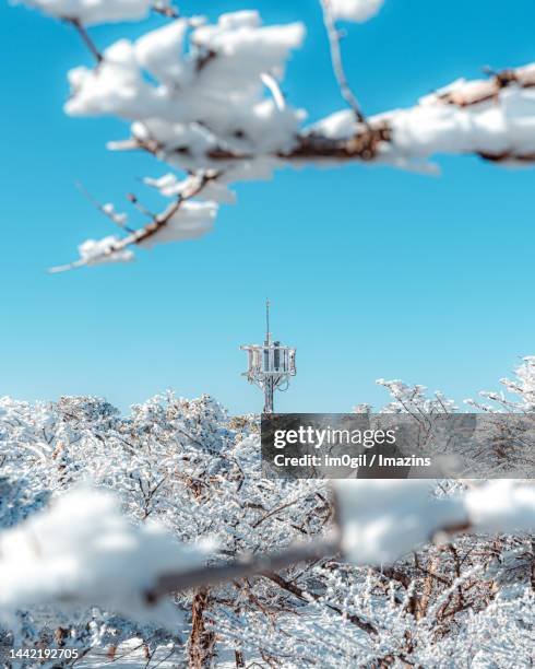 winter halla mountain yeongsil course - jeju - fotografias e filmes do acervo