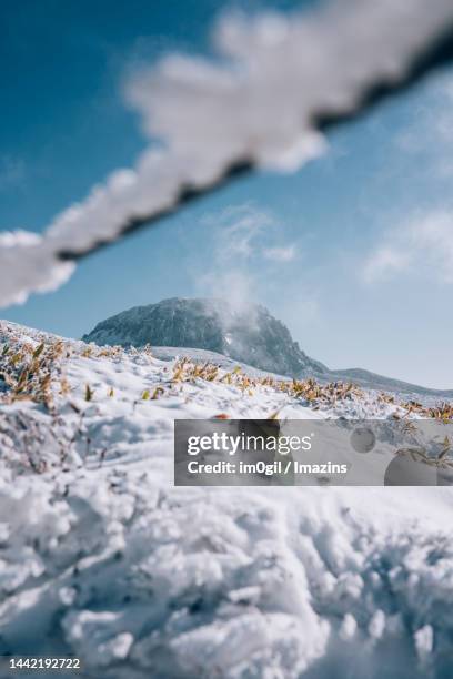 winter halla mountain yeongsil course - jeju island stock pictures, royalty-free photos & images