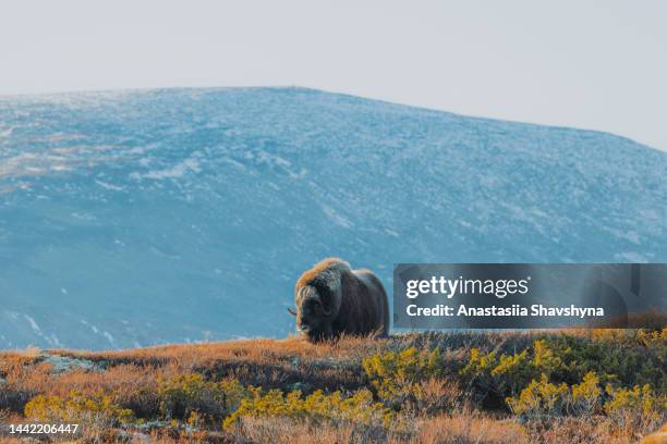 bœuf musqué (ovibos moschatus) se battant dans le vaste paysage montagneux pendant la journée ensoleillée d’automne dans le parc national de dovrefjell-sunndalsfjella, norvège - musk ox photos et images de collection