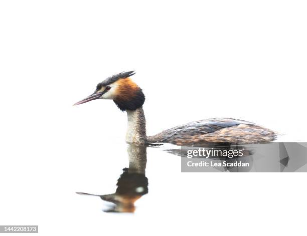 great crested grebe - grebe stock pictures, royalty-free photos & images