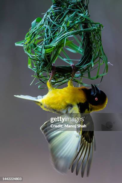 male black headed weaver in masai mara. - 動物の雄 ストックフォトと画像