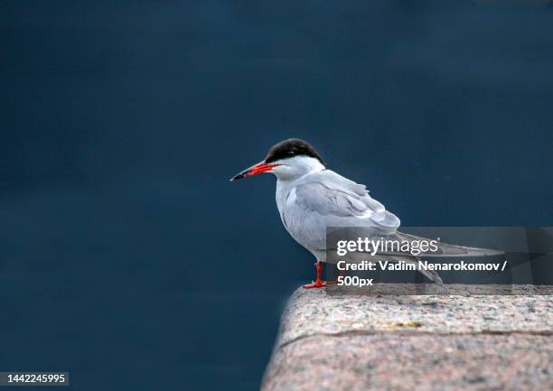 close-up of tern perching on retaining wall,russia - アジサシ ストックフォトと画像