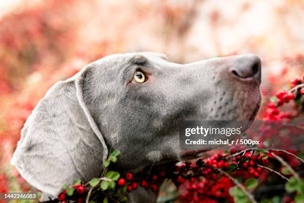 close-up of weimaraner looking away,poland - weimaraner bildbanksfoton och bilder