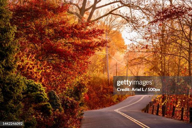 empty road amidst trees during autumn,lake waramaug,connecticut,united states,usa - connecticut stockfoto's en -beelden