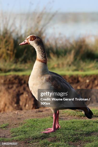 close-up of egyptian goose perching on field,richmond park,richmond,united kingdom,uk - wayne gerard trotman stockfoto's en -beelden