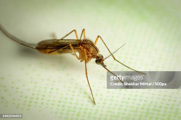 close-up of insect,new delhi,delhi,india - dengue fotografías e imágenes de stock