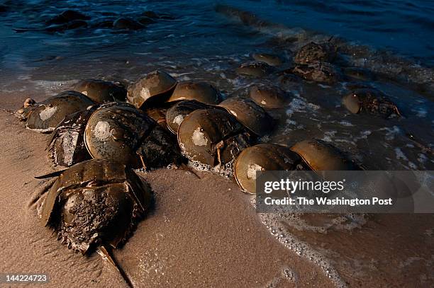 Each spring during the high tides of the new and full moons, thousands of horseshoe crabs descend on the Delaware Bay shoreline to spawn in Dover,...