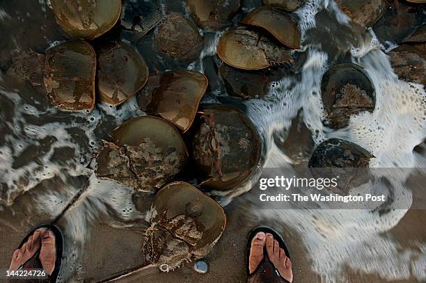Washington Post photographer Marvin Joseph gets up and close and personal with a dozen of horseshoe crabs that arrived on the Delaware Bay shoreline...