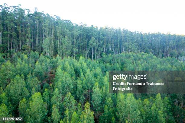 eucalyptus forest - árbol de eucalipto fotografías e imágenes de stock
