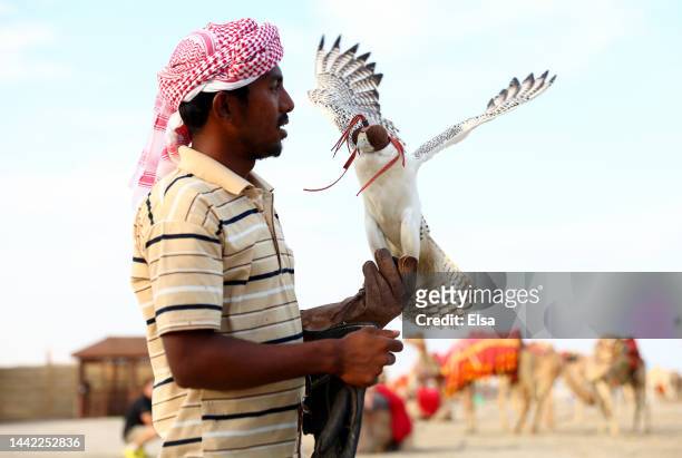 Falconer holds a falcon at a facility that patrons can hold a falcon or ride a camel in the desert ahead of the FIFA World Cup Qatar 2022 at on...