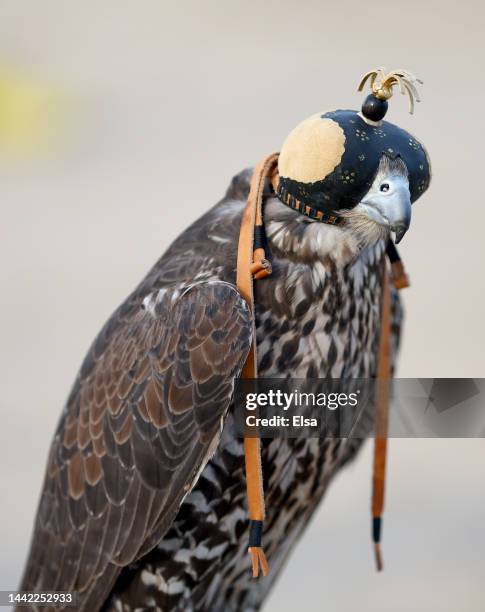 Falconer holds a falcon at a facility that patrons can hold a falcon or ride a camel in the desert ahead of the FIFA World Cup Qatar 2022 at on...