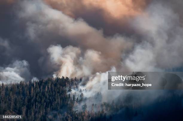 forest with clouds of smoke from a wild fire. - utah wildfire stock pictures, royalty-free photos & images