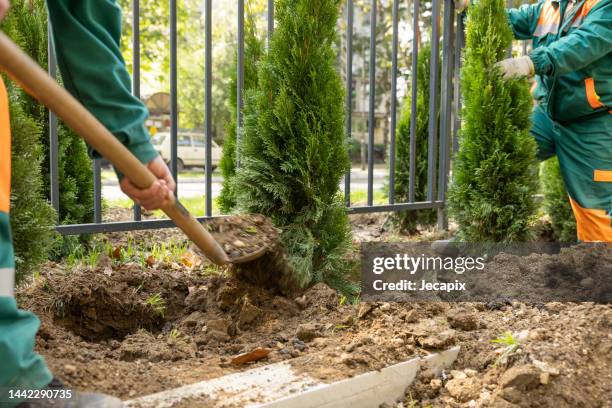 Workers planting new trees in city