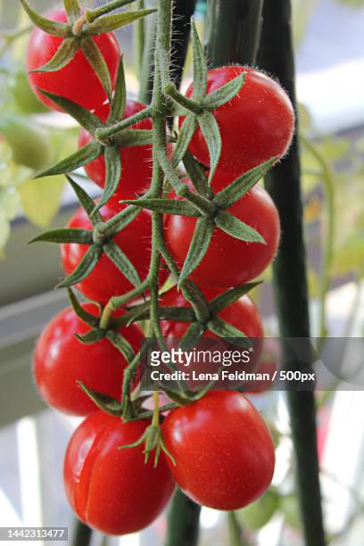 close-up of cherry tomatoes hanging on plant,stockholm,sweden - sverige odla tomat bildbanksfoton och bilder