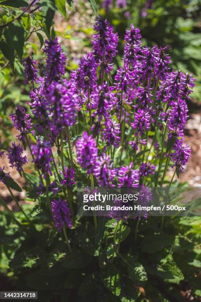 Close-up of purple flowering plants,Canada