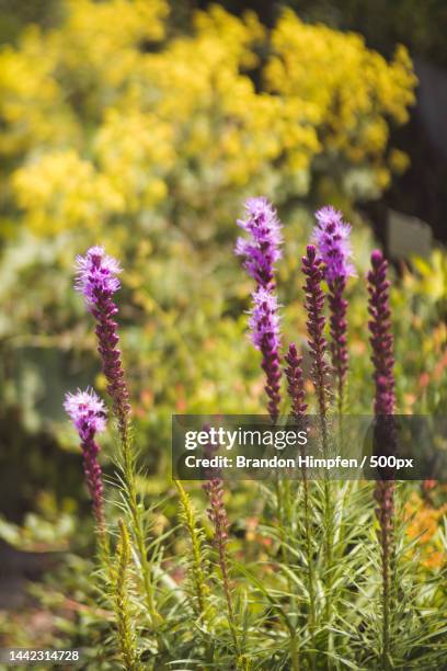 Close-up of purple flowering plants on field,Canada