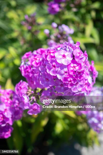 Close-up of pink flowering plant,Canada