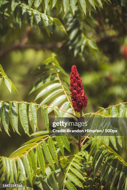 Close-up of red flowering plant,Canada