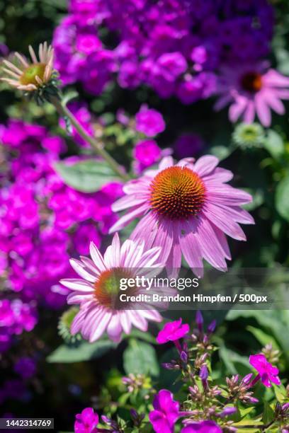 Close-up of pink flowering plants,Canada