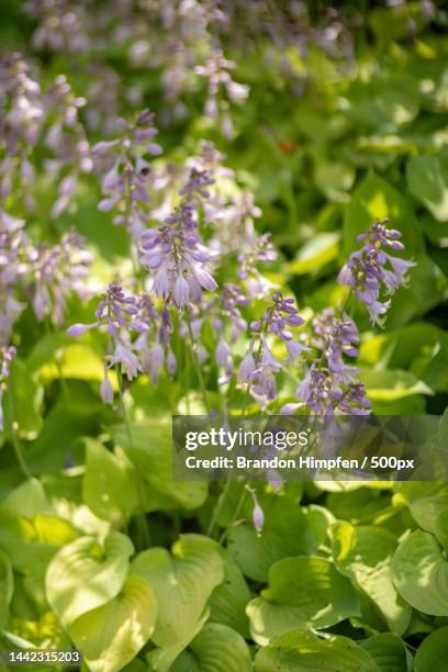 Close-up of purple flowering plant,Canada