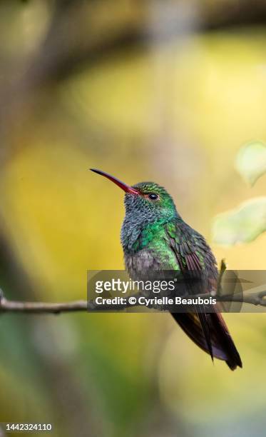 rufous-tailed hummingbird (amazilia tzacatl)
puerto jimenez, costa rica - braunschwanzamazilie stock-fotos und bilder