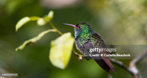 rufous-tailed hummingbird (amazilia tzacatl)
puerto jimenez, costa rica - braunschwanzamazilie stock-fotos und bilder