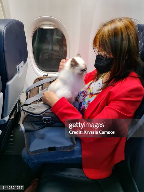 woman traveling with her pet - animals on plane bildbanksfoton och bilder