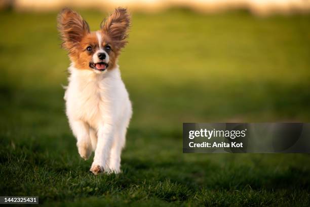 running papillon dog - papillon stock-fotos und bilder