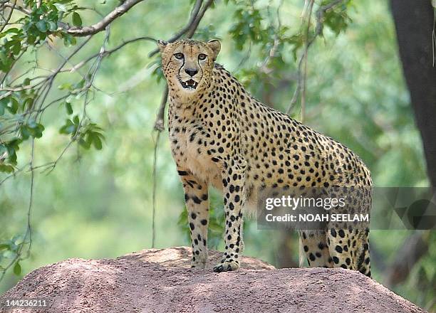 Male African cheetah name Dark is released at his enclosure at the Nehru Zoological Park in Hyderabad on May 12, 2012 .Three Cheetahs from the Dvur...