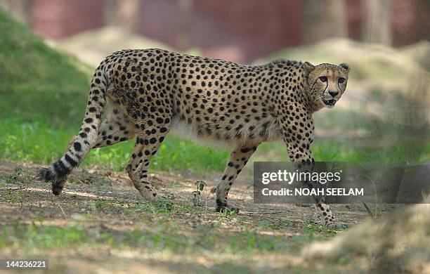 Male African cheetah name Dark is released at his enclosure at the Nehru Zoological Park in Hyderabad on May 12, 2012 .Three Cheetahs from the Dvur...