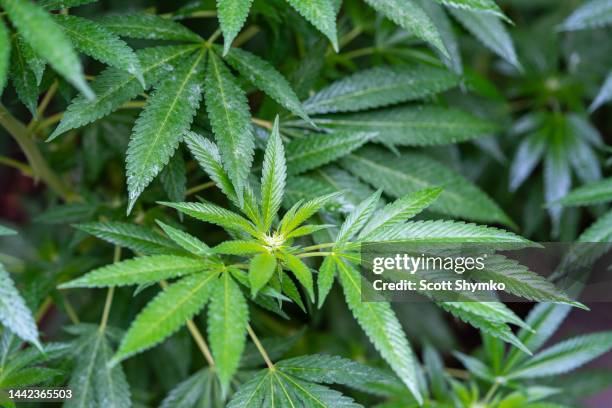 a close shot of leaf clusters on a maturing cannabis plant - decriminalization stockfoto's en -beelden