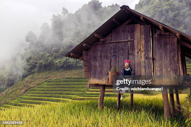 donna hmong in piedi sulle terrazze di riso a mu cang chai, vietnam - vietnamita foto e immagini stock