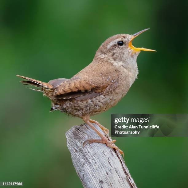 wren singing - wren stock pictures, royalty-free photos & images