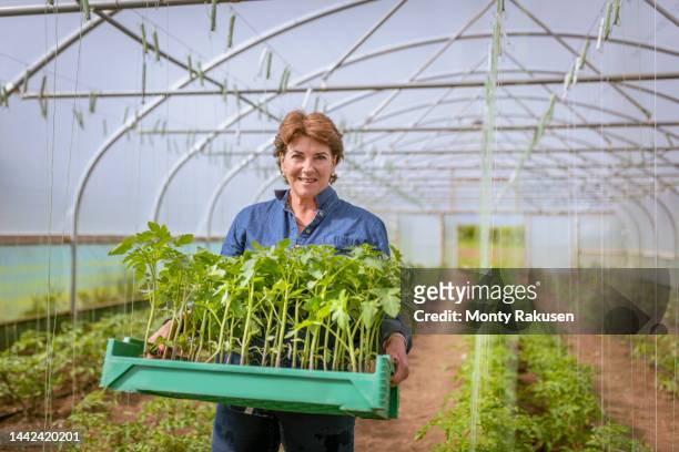 female farmer planting tomatoes on organic farm - tadcaster stock-fotos und bilder